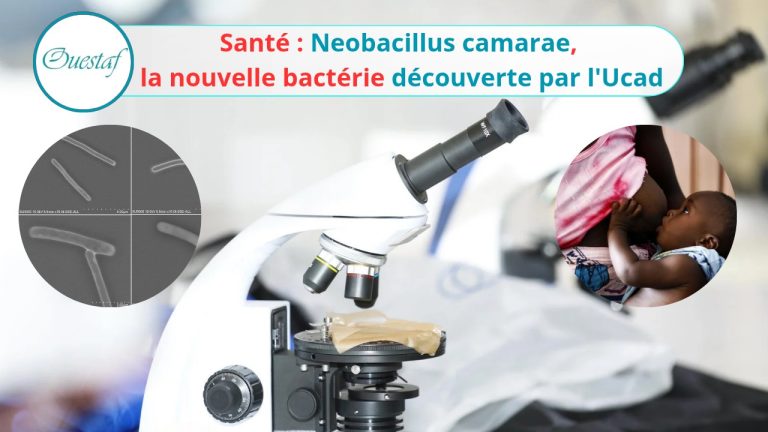 Neobacillus camarae, la nouvelle bactérie découverte par l'Ucad_20260720_104222_0000